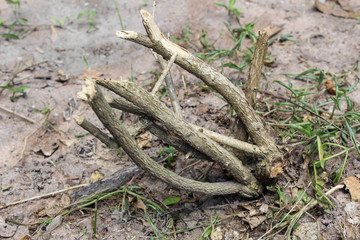 Dry branches are placed on the ground.