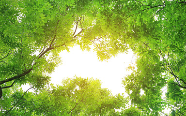 Fototapeta premium Frame of tree leaf with copy space. Leaf with yellow sunlight.