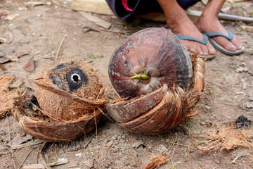 Man using hand to peel dry coconut shell.