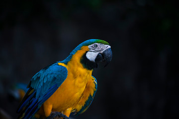 Macaw / macaw blue yellow green white