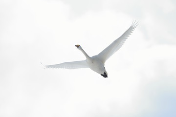 ハクチョウ　Swan