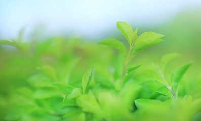Fototapeta na wymiar Green tree leaf on blurred background in the park with clean pattern.