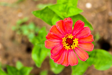 Red flower growing on ground in the garden.