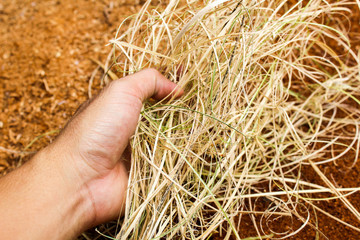 Close up hand holding Wood chips that are sharpened from the trunk of bamboo.