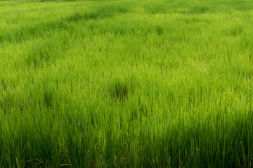 Greenery rice field