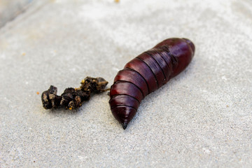 Butterfly pupa on the ground.