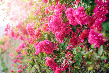 Beautiful dreamy Bougainvillea