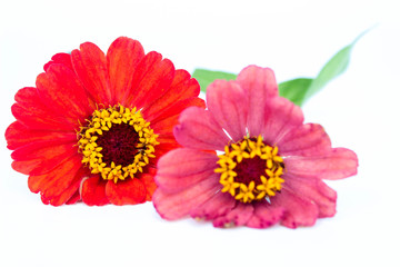 Red and pink flowers isolated on a white background. Select focus on red
