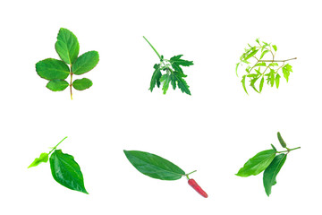 Many kinds green leaves in tropical isolated on the white background.
