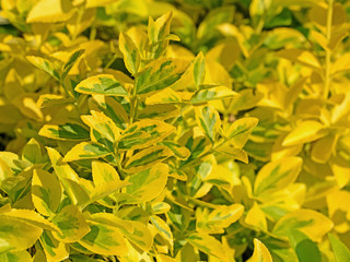 Kletter-Spindelstrauch, Euonymus fortunei