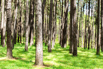 Fototapeta premium Many pines planted on green grass.