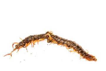 Centipede dead isolated on white background. Poisonous animals concept.