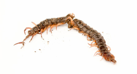 Centipede dead isolated on white background. Poisonous animals concept.