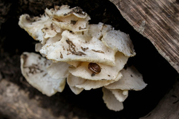 A large mushroom growing on tree bark