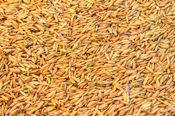 organic paddy seeds.