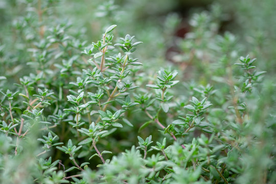 A macro shot of the fresh thyme herbs grown at greenhouse
