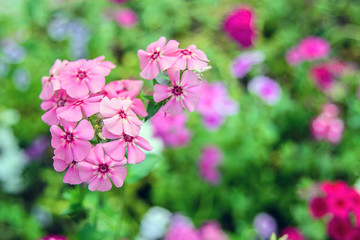 Obraz premium Beautiful colorful phlox