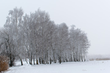 Winter landscape. Trees are covered with frost.