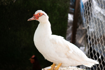 Muscovy Duck. The Muscovy duck (Cairina moschata) is a large duck native to Mexico, Central and South America