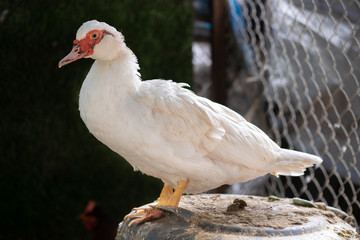 Muscovy Duck. The Muscovy duck (Cairina moschata) is a large duck native to Mexico, Central and South America