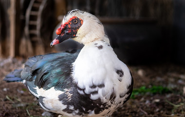 Close up of Muscovy Duck. The Muscovy duck (Cairina moschata) is a large duck native to Mexico, Central, and South America