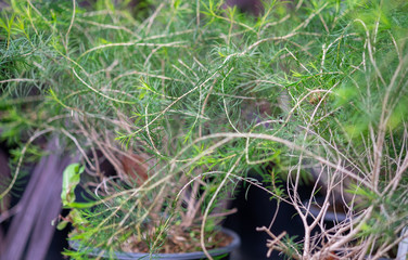 A macro shot of the Melaleuca aka paperbarks, honey-myrtles or tea-trees grown at greenhouse