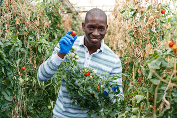 Satisfied farmer checking harvest of tomatoes