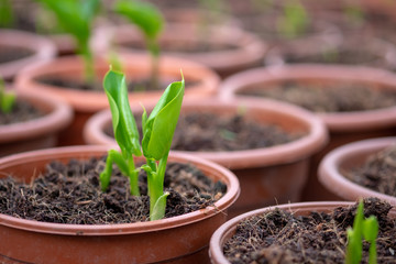 A macro shot of the small Water-arum or  Calla palustris grown at greenhouse