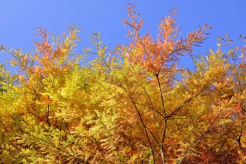 Fototapeta premium Colorful winter Bald Cypress tree,(Wuling Farm in Taichung,Taiwan)