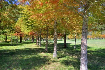 Fototapeta premium Colorful winter Bald Cypress tree,(Wuling Farm in Taichung,Taiwan)