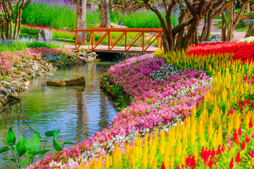 Fototapety  Flower garden, winter flower in Thailand, beautiful flower, straw flower. Tulip.