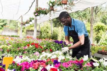 Fototapeta na wymiar Man florist working in greenhouse