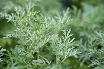 A macro shot of the Wormwood (Artemisia absinthium) herbs grown at greenhouse