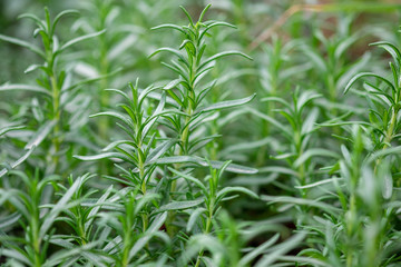 A macro shot of the Rosemary herbs grown at greenhouse