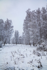 Beautiful birch forest after a snowfall.