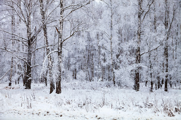 Fototapeta premium Beautiful birch forest after a snowfall.