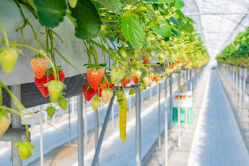 いちご農家のビニールハウス　いちご農園