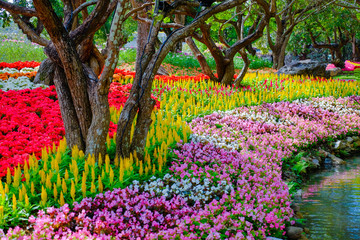 Flower garden, winter flower in Thailand, beautiful flower, straw flower. Tulip.