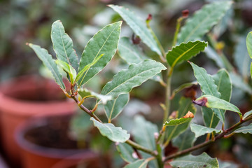 A macro shot of the laurel tree with bay leaves grown at greenhouse