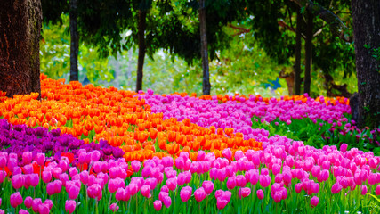 Panele Szklane  Kwiatowy ogród, zimowy kwiat w Tajlandii, piękny kwiat, kwiat słomy. Tulipan.