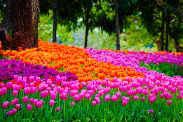 Obrazy  Kwiatowy ogród, zimowy kwiat w Tajlandii, piękny kwiat, kwiat słomy. Tulipan.