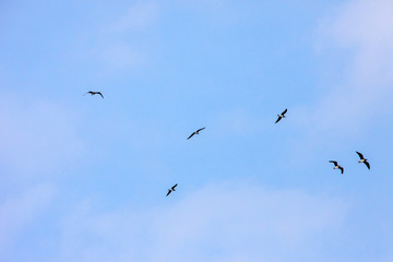 Flock of Galapagos Blue Footed (Blue-Footed) Boobies flying over ocean water hunting fish in Saudi Arabia jeddah. 