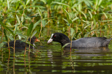 Common coot