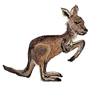 kangaroo hand drawn illustration,art design