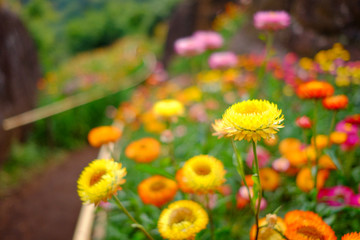 Flower garden, winter flower in Thailand, beautiful flower, straw flower. Tulip.