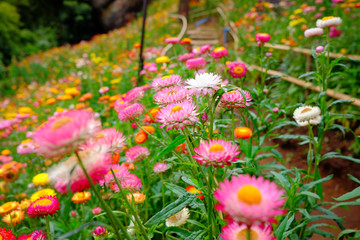 Flower garden, winter flower in Thailand, beautiful flower, straw flower. Tulip.