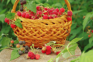 Raspberries in a basket on a natural background.