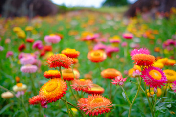 Flower garden, winter flower in Thailand, beautiful flower, straw flower. Tulip.