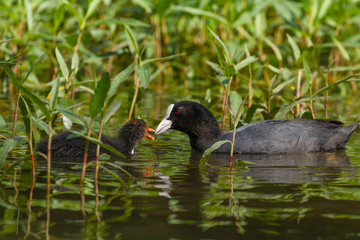 Common coot