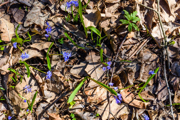 Blue scilla flowers in the forest on spring